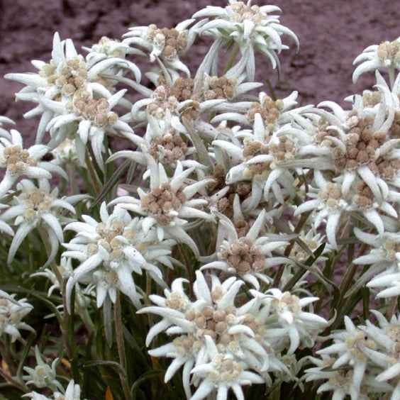 Leontopodium - Edelweiss